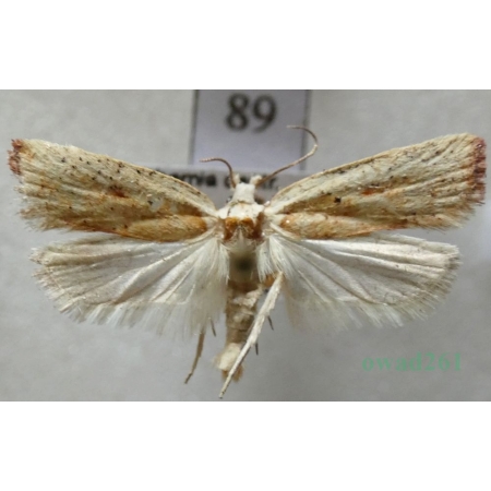 Agonopterix nervosa (Haworth, 1811) Czech89